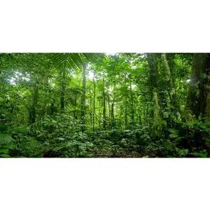 72x18 inches Terrarium Background Tropical Aquarium Background Green Huge Tree Rainforest Reptile Habitat Background