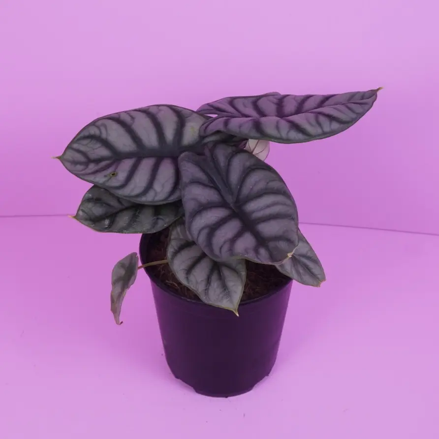 Alocasia Silver Dragon – Textured Silver Foliage Live Plant 6” Pot Rare Alocasia with Dragon-Scale Texture for Bright Indirect Light & High Humidity