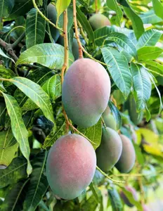 Grafted, Pickering Mango Tree. grafted in 1/2 gallon pot