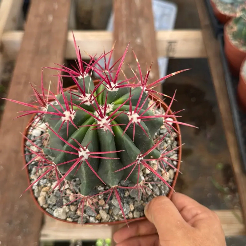 Red Barrel cactus plant 6 inch pot Red Barrel cactus plant 6 inch pot