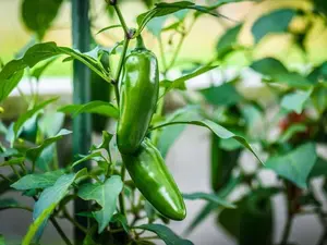 Pepper Jalapeño Seeds - Organic, Heirloom, Open Pollinated, Non GMO - Grow Indoors, Outdoors, Pots, Grow Beds, Hydroponics & Aquaponics