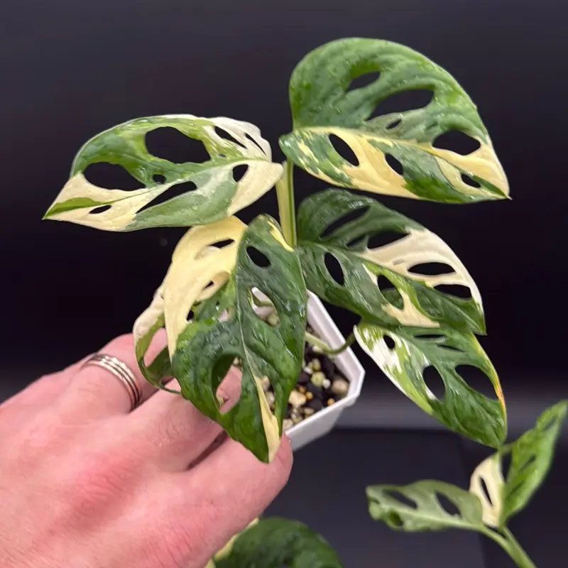 Monstera adansonii ‘Albo Variegata’ – High Variegation – 3” Pot