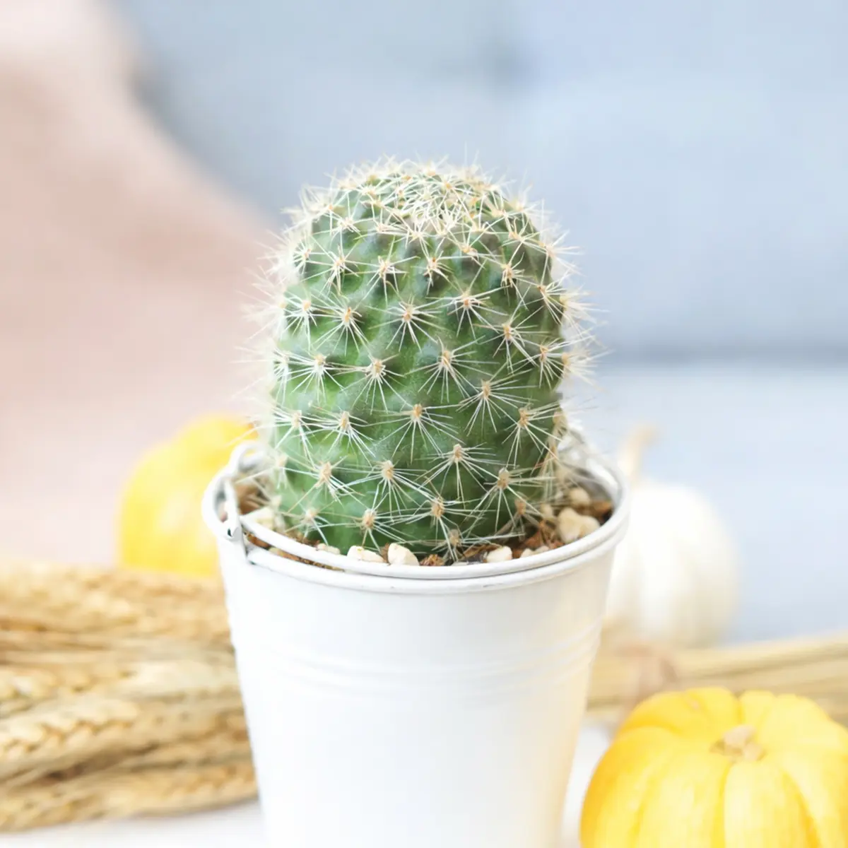 Rebutia fabrisii