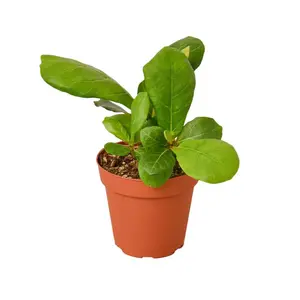 Fiddle Leaf Fig Ficus