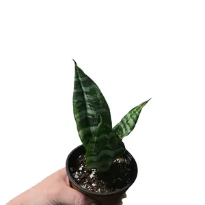 sansevieria snake plant