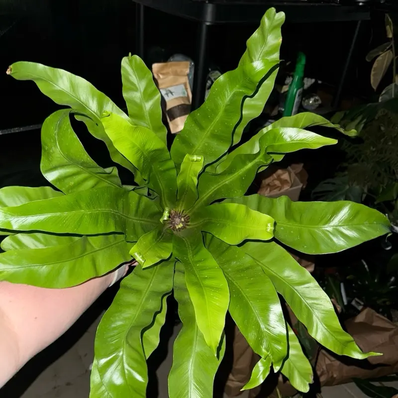 Birds Nest Fern 6” Plant - Green Leaves with Central Stem, Ideal for Home Decor perennial plant home planting