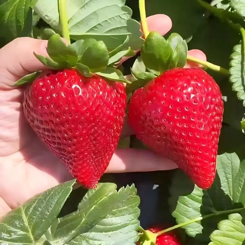 1000 Count Red Strawberry Seeds for Garden & Container Planting – Suitable for Indoor Germination or Outdoor Sowing – Large Quantity Seed Pack – Seeds Only