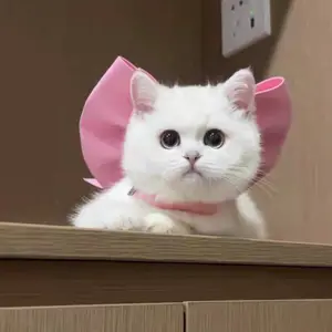 Mary Cat Bowknot Pet Collar Scarf Cat Necklace Decoration Bichon Puppy Collar Ragdoll Cat German Bite Resistant Inflatable Balls Set