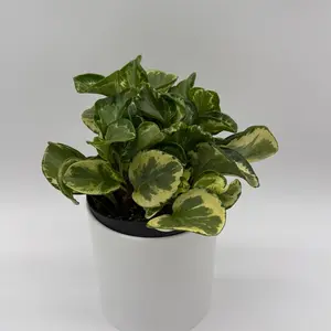 Variegated Peperomia Obtusifolia 'Golden Gate' 6" Pet Safe House Plant with Unique Variegated Leaves for Beginners and Pets