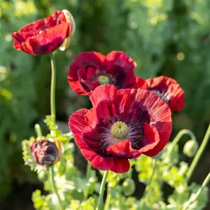 Cherry Glow Poppy Flower Seeds for Planting - Heirloom Black Seeded Variety, Certified Organic - 250 Seed Packet / Bulk Pack