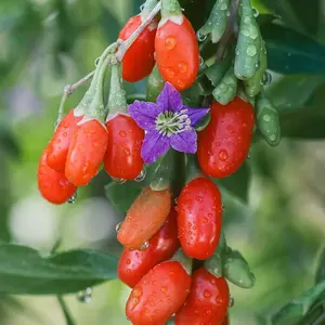 Goji Berry "Phoenix Tears"