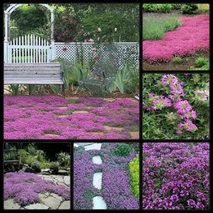 1000 Absolutely Gorgeous Red Creeping Thyme Ground Cover Seeds
