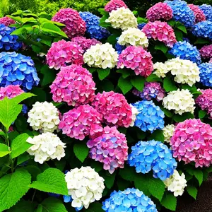 Garden Plants Seeds Large Hydrangea Seeds 50Pcs Mixed Colour  Flowers Multi-ColorFour-Season Blossoms Outdoor Garden Dwarf