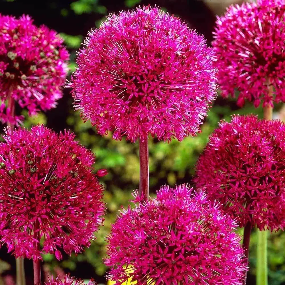Allium Giganteum Flower Seeds Giant Ornamental Onion Flowers Perennial Planting Seeds for Garden Outdoor Home Landscape Decor