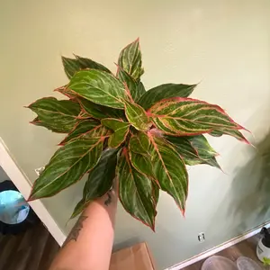 Moonstone Miles Aglaonema- 6 inch pot,