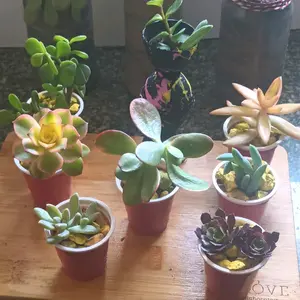 Desk decor Succulents/Jade Plants
