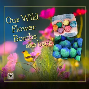 Wild Flower Seed Bombs