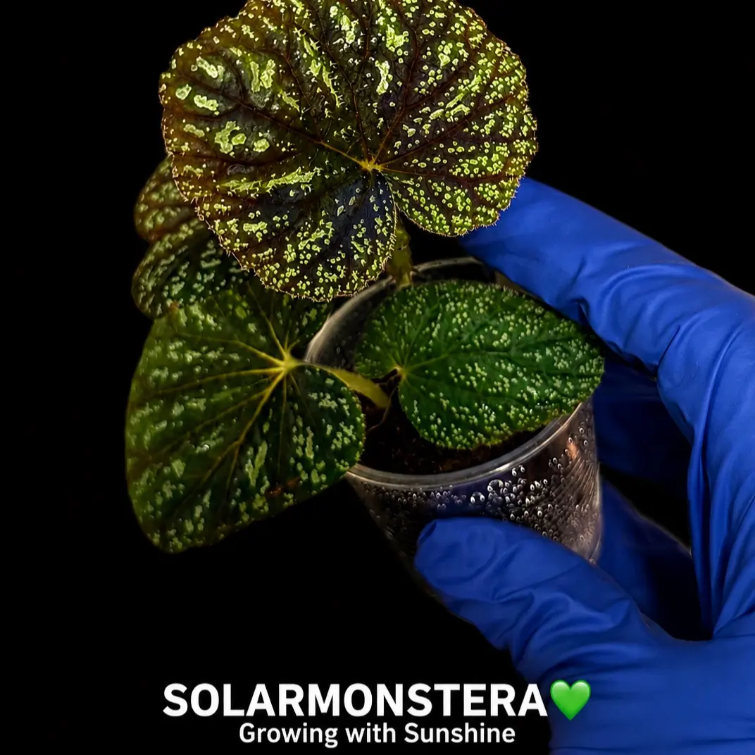 Begonia Sp. Java Rooted Plant in Plug or Stratum