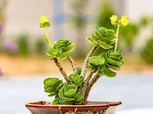 Live Portulaca Molokiniensis Plant - Hawaiian Plant - Ihi Plant - Portulaca Ihi Plant - Rare Succulent - 2 Inch Pot