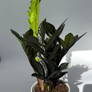 Raven Super Nova Zz Plant 5" pot - Rare Black Foliage Tropical Houseplant for Indoor Home Decor & Easy Care Beginner Friendly Unique Leaves Centerpiec
