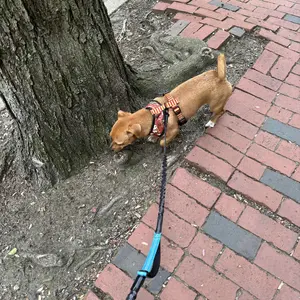 Product Review of iYoShop Hands Free Dog Leash with Zipper Pouch, Dual Padded Handles and Durable Bungee for Walking, Jogging and Running Your Dog from K**n N**l