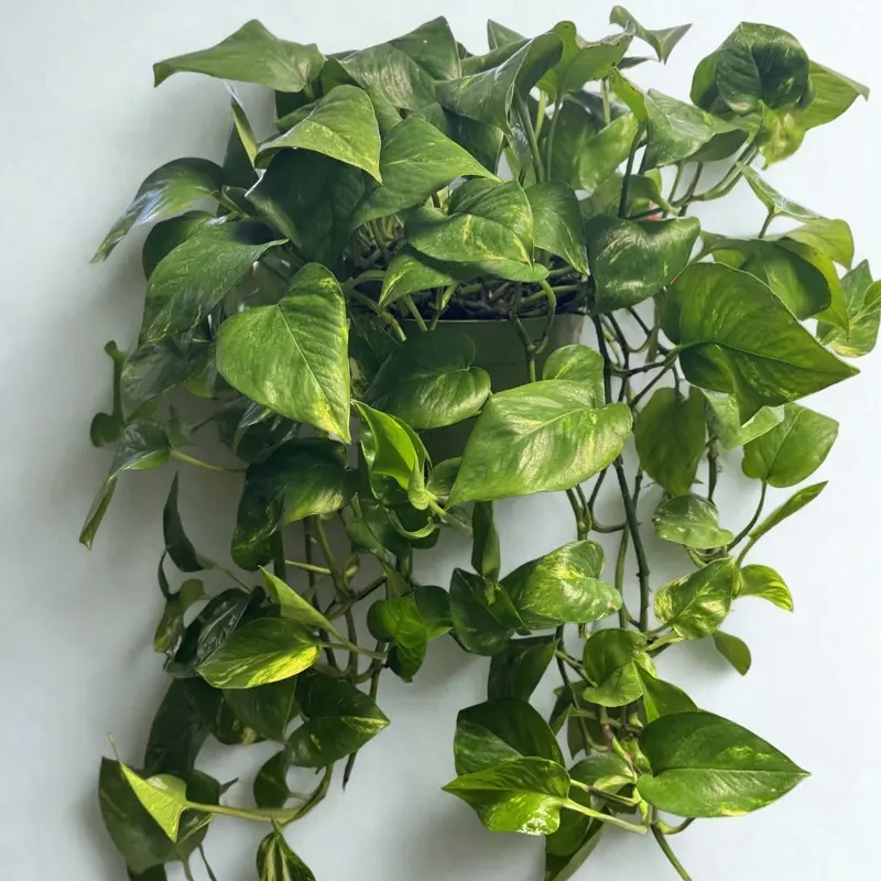 Golden Pothos 6 Inch / 4 inch Potted Hanging Plant for Indoor Decorative Use