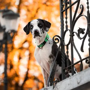 Truelove Pet Dog Collar Nylon Adjustable Webbing Padded Soft Reflective Durable Heavy Duty Training Custom Luxury Cat TLC5011