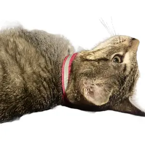 Flymind Adjustable Reflective Cat Collars.