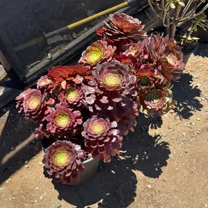 Aeonium Garnett plant succulent  bare roots plant