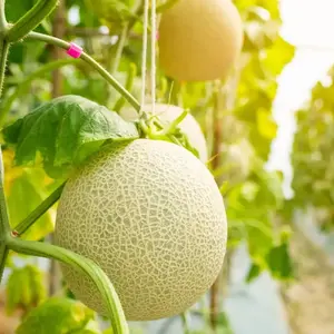 Jumbo Cantaloupe Muskmelon Honey Rock Melon Seeds, 3 Packs x 100 Non-GMO Heirloom Seeds for Home Garden Containers & Raised Beds