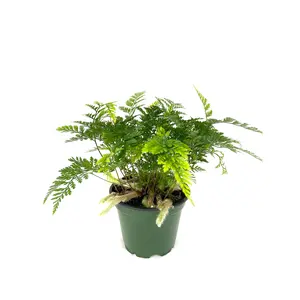 Rabbit's Foot Fern - Live Plant in a 4 Inch Pot - Davallia Tyermani - Extremely Rare and Exotic Ferns from Florida