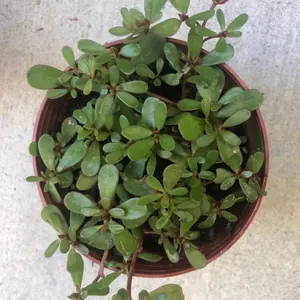 Purslane EDIBLE live plant in a 4” pot /6 small live plants /wild /herb /Heirloom/NON GMO/Organic grows