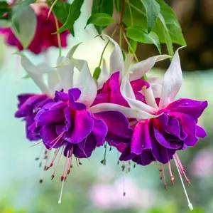 Fuchsia Seed Heirloom Non GMO Hanging Flower Easy Grow Heat Tolerant Blooms Ideal for Containers Baskets Indoor Outdoor Garden Patio Balcony Planting