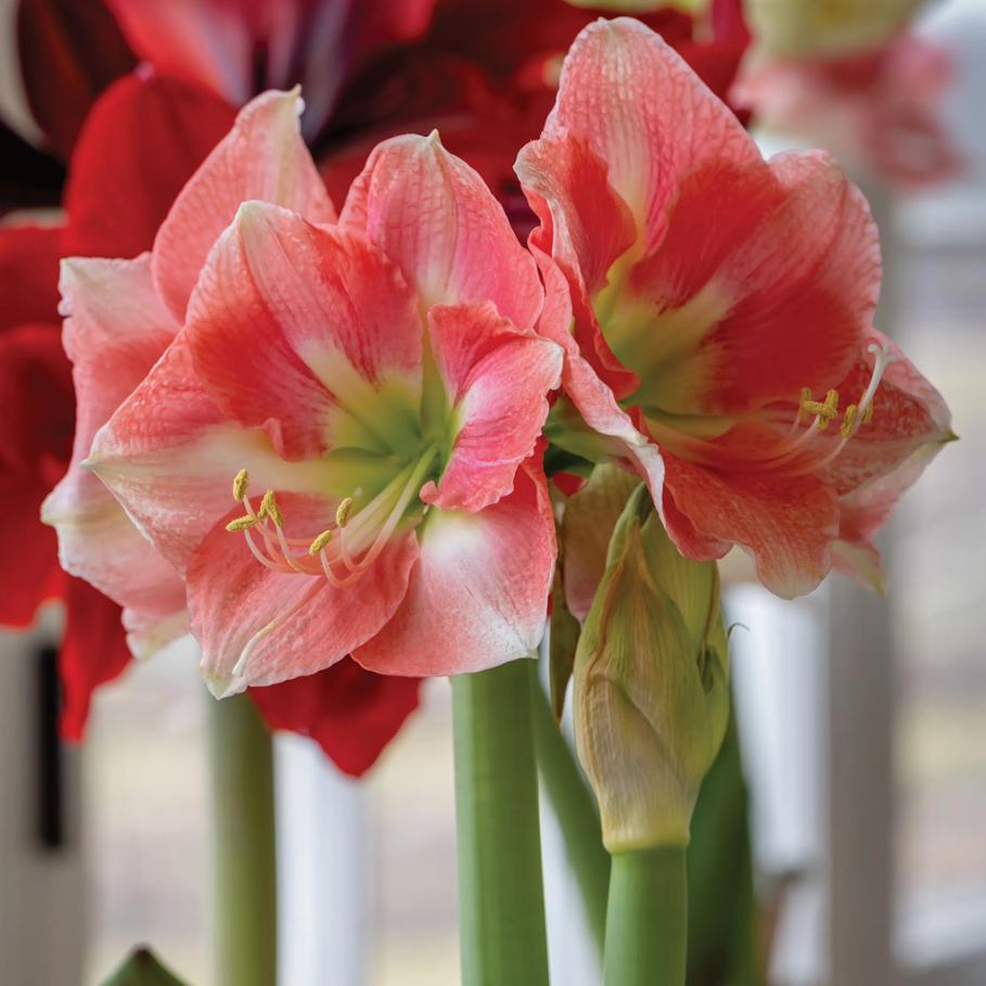 Hippeastrum Seeds – Stunning Amaryllis Flowers, Beginner-Friendly & Non-GMO, Easy to Grow for Garden, Pots, Indoor & Outdoor, Large Blooming Ornamental Flower, Perfect Gift for Garden Lovers