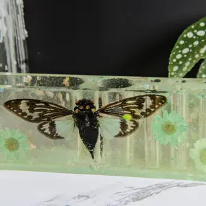 Cicada Organizer - Clear Container with Embedded Cicada, Ideal for Display and Storage, Perfect for Collectors and Enthusiasts