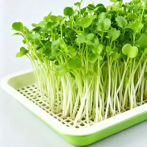 Hydroponic Seedling Tray Set with Drainage Holes, Plastic Trays, Lid, Grid Plate, Ideal for Peas, Beans, Wheat, Vegetables, Herbs, Urban Farming, Balcony, Window Box Gardening, Planting Trays