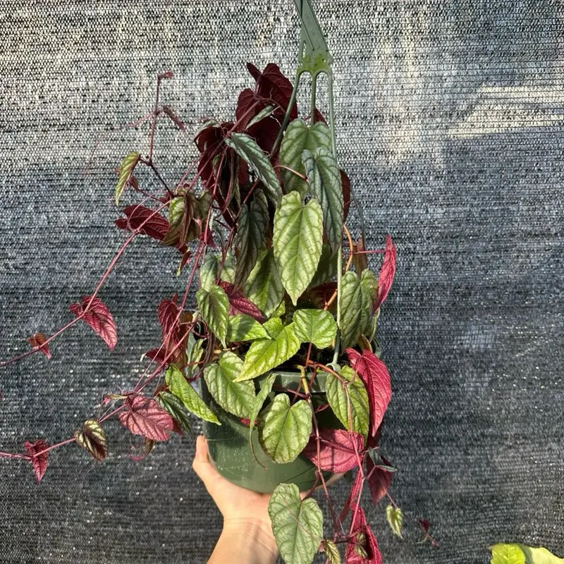 Cissus Discolor 8” Pot Live Houseplants