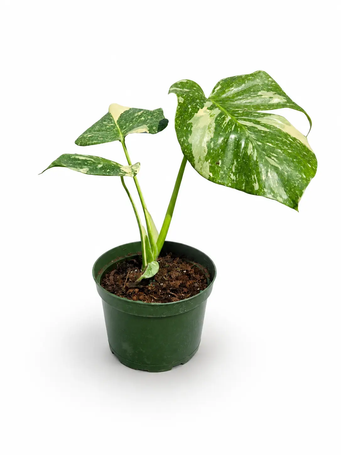 Monstera Thai Constellation Live Indoor Plant, Home Improvement & Garden Supply Fern