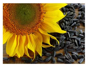 "Black Oil" Sunflower Flower Seeds for Planting, 150+ Flower Seeds Per Packet, Non GMO & Heirloom Seeds, Scientific Name: Helianthus annuus, Great Flower Garden Gift