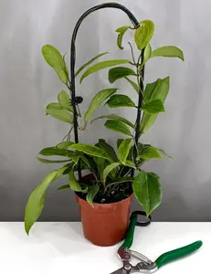 Hoya Benvergarai