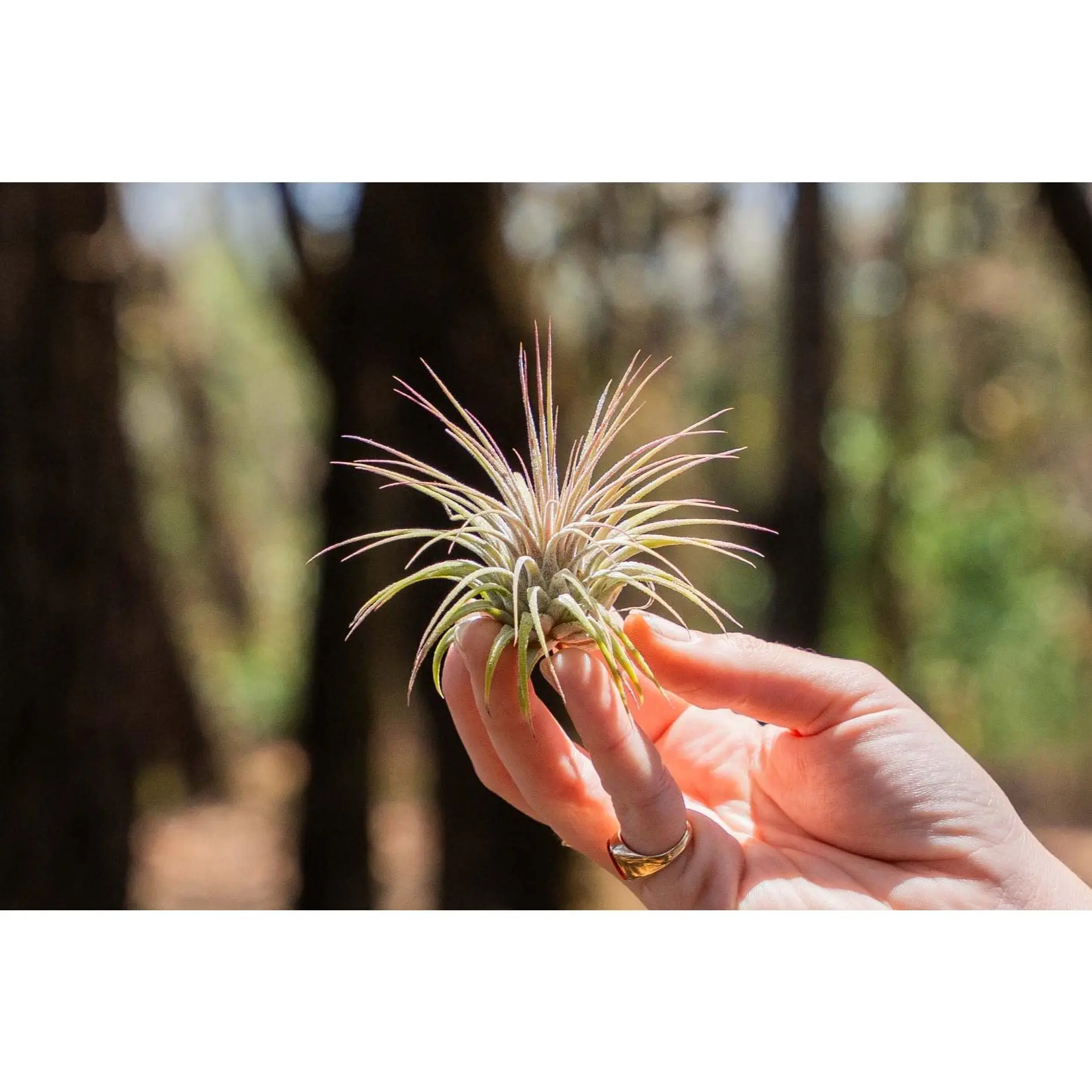 Tillandsia Ionantha Guatemala Air Plants [Single Plant]