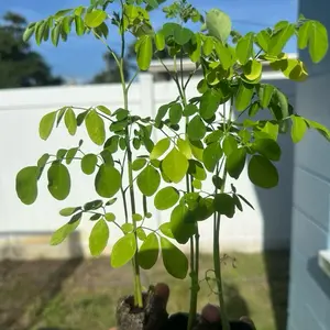 Organic Moringa Oleifera Live Tree Plant (1 ft+), Fast-Growing Edible Medicinal Superfood Starter for Outdoor Garden Supplies