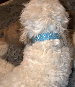 Baby Blue  Collar