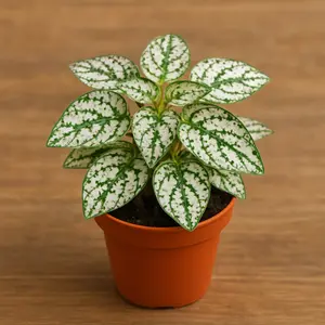 Hypoestes Phyllostachya 'White Polka Dot Plant' –  2-Inch Pot - Brighten Up Your Space - Air Purifier Plant to Make Your House Healthier - Pet Friendly