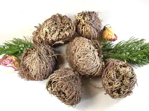 Miraculous Resurrection Rose | Rose of Jericho | Large |Selaginella Lepidophylla | Jericho Flowers