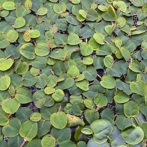 Mi Freshwater Red Root Floaters - Aquatic Floating for Freshwater Ponds & Aquariums - Free from Duckweed - Freshwater