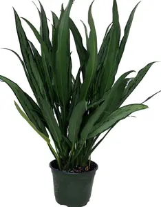 Cutlass Chinese Evergreen Plant - Aglaonema - Low Light - 6" Pot