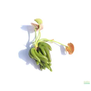 Banana Plant- Nymphoides aquatica- Easy Beginner Plant