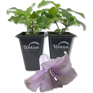 Clematis Betty Corning - Live Starter Plants in 2 Inch Growers Pots - Starter Plants Ready for The Garden - Rare Clematis for Collectors