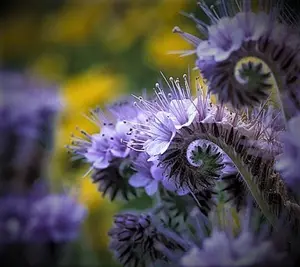 200 Lacy Phacelia Flower Seeds
